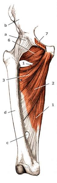 Musculus adductor magnus