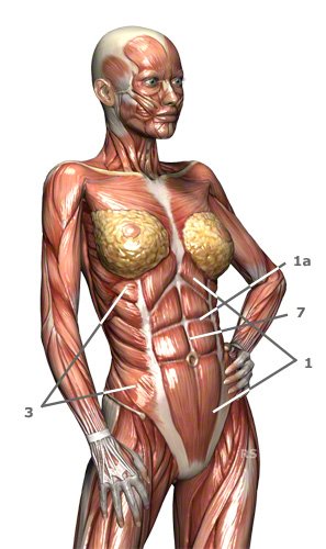 M. obliquus externus abdominis