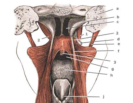 M. uvulae – Zäpfchenmuskel