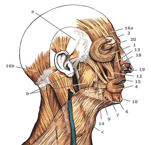 M. corrugator supercilii von der Seite