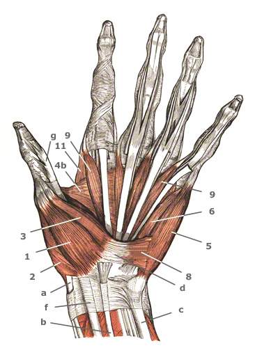 Musculus abduktor pollicis brevis am Daumenballen