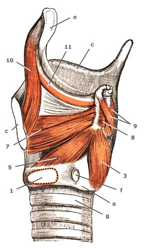 M. arytaenoideus transversus seitlich