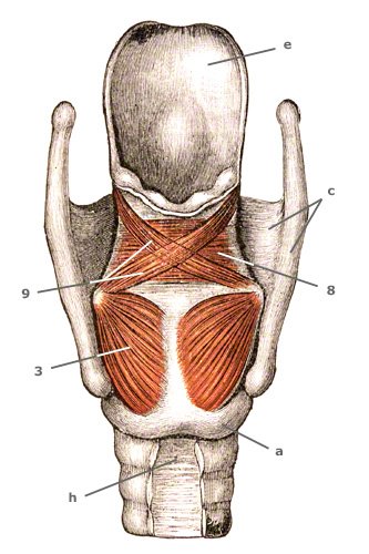 M. arytaenoidei von hinten