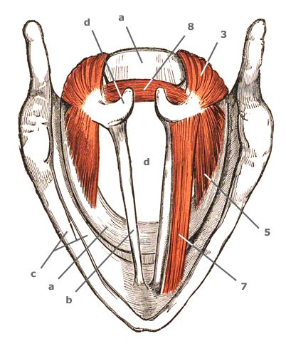 M. arytaenoideus transversus von oben