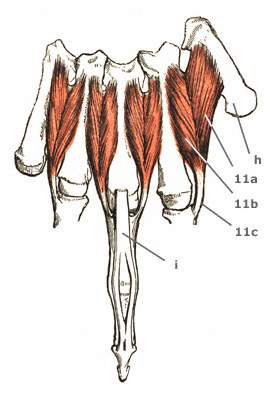 Musculi interossei palmares beugeseitig