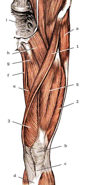 M. sartorius an der Oberschenkel-Vorderseite