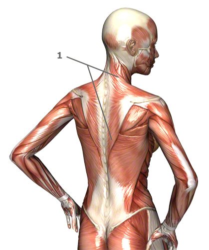 M. trapezius von schräg hinten