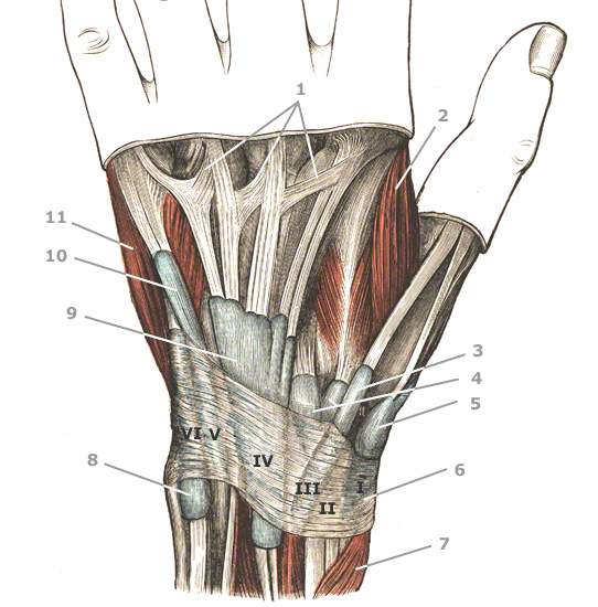 Strecksehnenfächer: Sehnenfächer der Hand