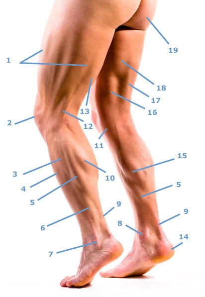 Muskelanatomie am Bein