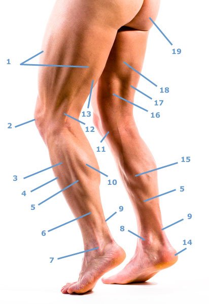 Muskelanatomie am Bein