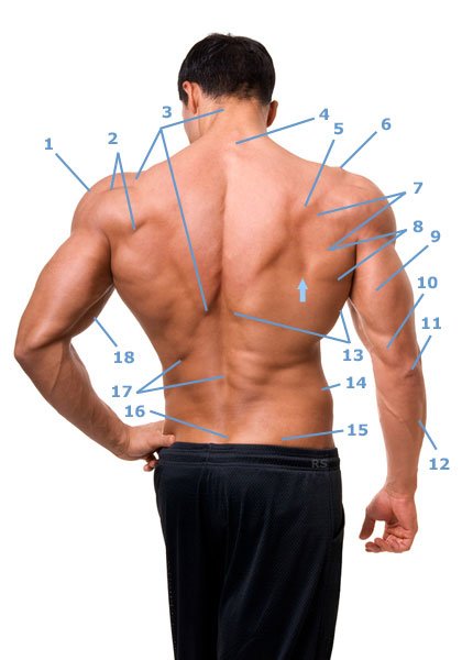 Oberflächen-Anatomie Rücken und Oberarm