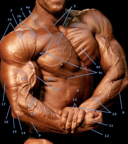 Anatomische Darstellung von Ober-Arm Unterarm