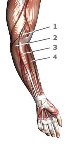 Unterarmmuskeln die beim Golferarm involviert sind