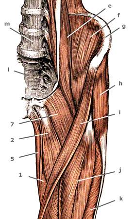 Adduktoren: M. pectineus, Musculus gracilis