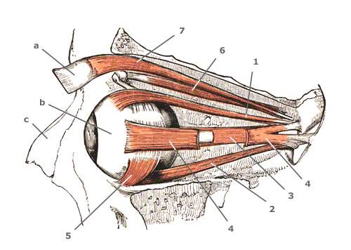 M. rectus inferior – unterer gerader Augenmuskel