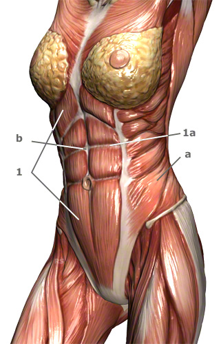 M. rectus abdominis der gerade Bauchmuskel