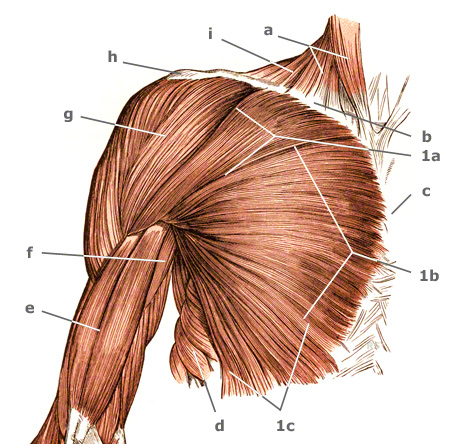 Musculus pectoralis major