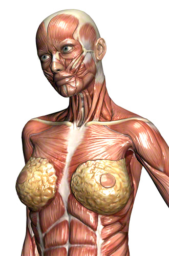 Brustmuskel: M. pectoralis major