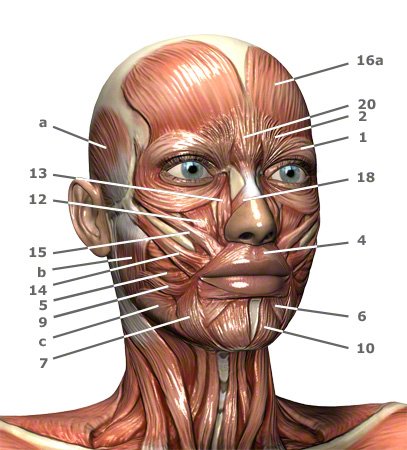 Gesichtsmuskulatur: Gesichtsmuskeln des Menschen