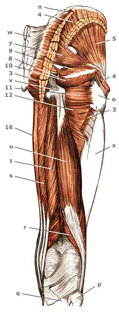 M. obturatorius internus der Hüfte von hinten