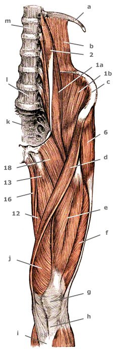 M. iliopsoas der Hüftregion