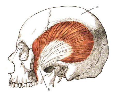 Der grösste Kaumuskel: M. temporalis