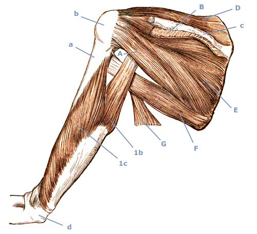 M. triceps brachii am Oberarm