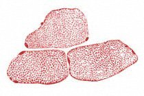 Muskelfaser-Querschnitt mit Myofibrillen
