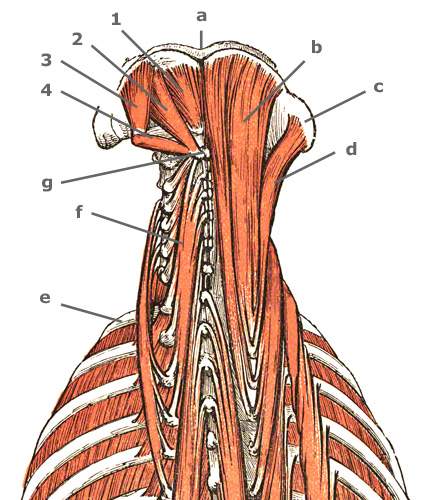 M. rectus capitis posterior minor, major des Nackens