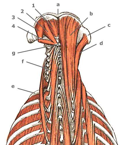 M. obliquus capitis superior et inferior des Nackens