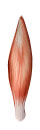 Der M. Vastus medialis ist doppelt gefiedert.