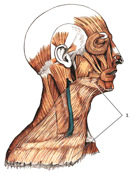 Platysma - Der Hautmuskel am Hals