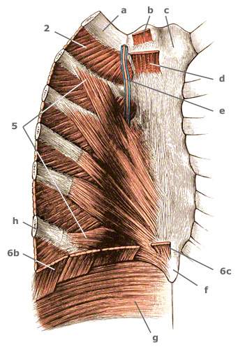 Ursprünge des Musculus sternothyreoideus