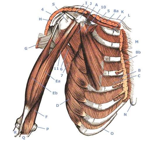 Muskeln an Brustkorb und Schulter