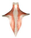 Der Flachmuskel Trapezius gehört zur Rückenmuskulatur