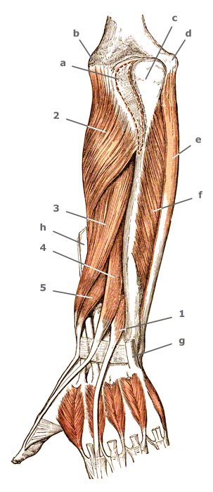 M. supinator des Unterarmes
