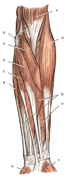 M. flexor digitorum superficialis am Arm